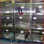 n order to decrease stress, cats are held in one of two designated cat rooms separately from the dogs, each in its own individual cage.