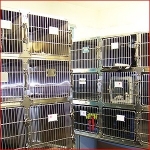 n order to decrease stress, cats are held in one of two designated cat rooms separately from the dogs, each in its own individual cage.